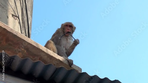 Indian monkey in the city of Vrindavan has stolen the glasses from a tourist