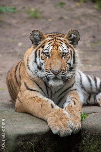 Fototapeta Naklejka Na Ścianę i Meble -  Siberian tiger (Panthera tigris altaica).