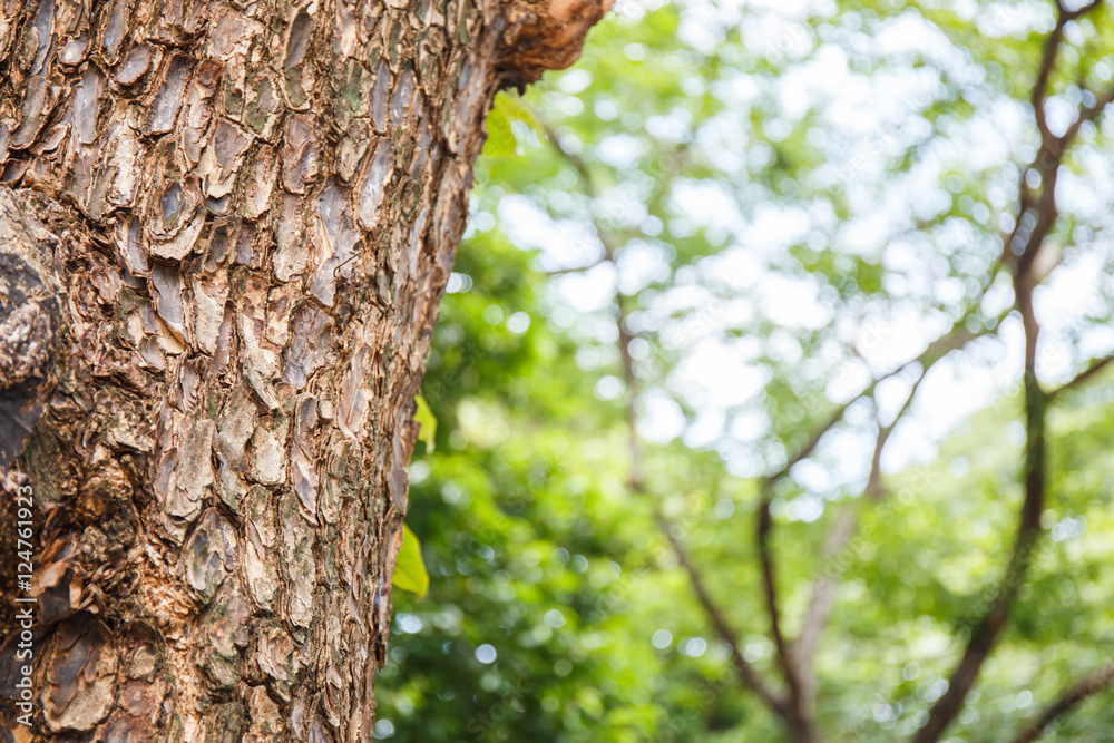 Fototapeta premium Closeup of tree trunk details with green bokeh background