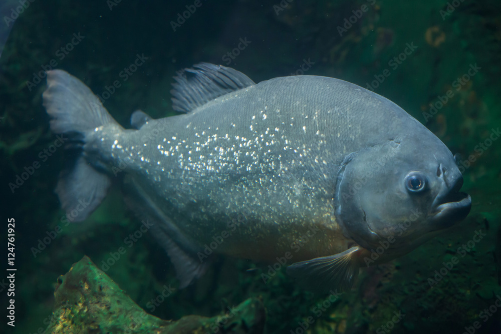 Fototapeta premium Tambaqui (Colossoma macropomum)