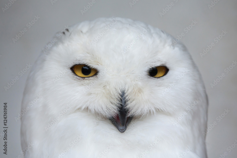Obraz premium Snowy owl (Bubo scandiacus).