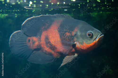 Oscar fish (Astronotus ocellatus). photo
