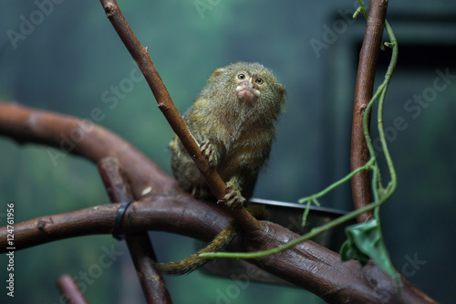 Fotografia Pygmy marmoset (Cebuella pygmaea).