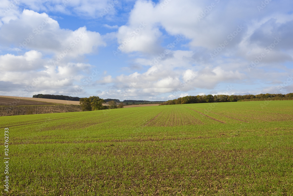scenic wheat field scenic wheat field