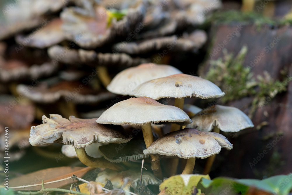 Naklejka premium A group of yellow to orange mushroom on the forest floor next to a tree stump seen from ground level in autumn