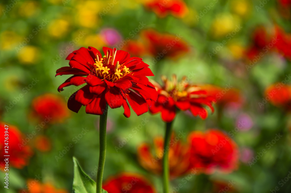 The blossoming gerbera jamesonii flowers closeup in garden The blossoming gerbera jamesonii flowers closeup in garden
