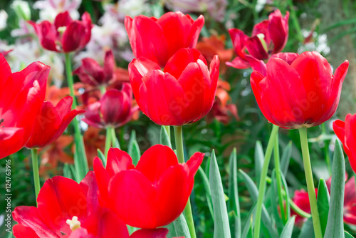 Tulip Colourful in spring