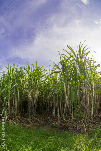 Sugarcane field with blue sky.Sugarcane raw material of sugar and ethanol.