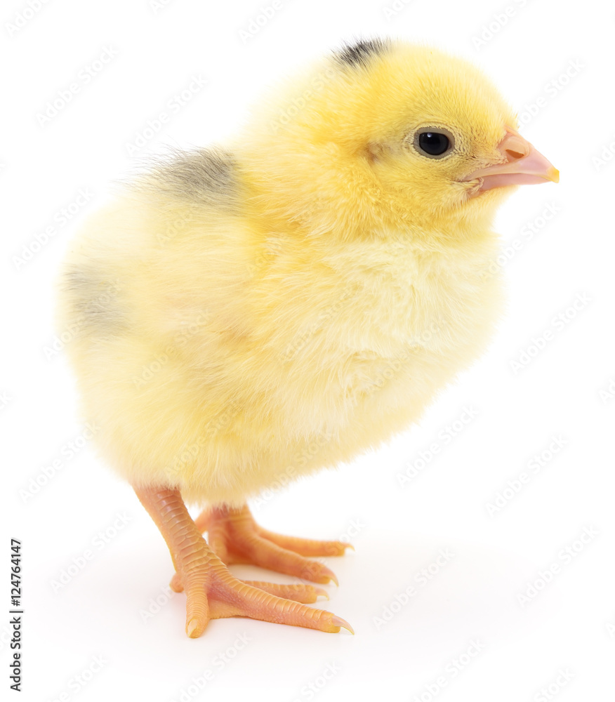 Obraz premium Small yellow chicken