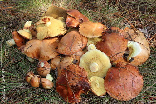 Freshly gathered slippery jacks (Suillus luteus) in the pine September forest photo