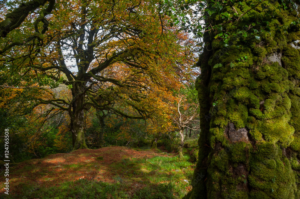 Autumn leaves forest tree mossy tree trunk background Autumn leaves forest tree mossy tree trunk background