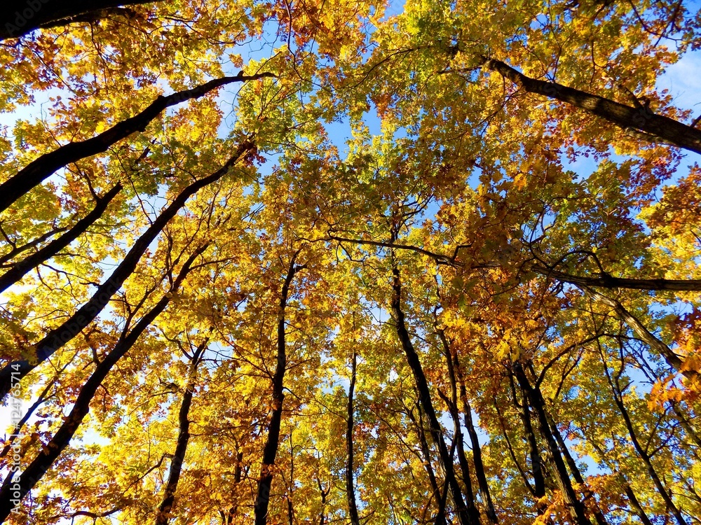 Yellow colorful leaves on deciduous trees in deciduous forest in wild nature during autumn Yellow colorful leaves on deciduous trees in deciduous forest in wild nature during autumn