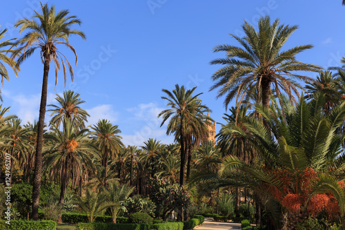 Park with palm trees in Palermo