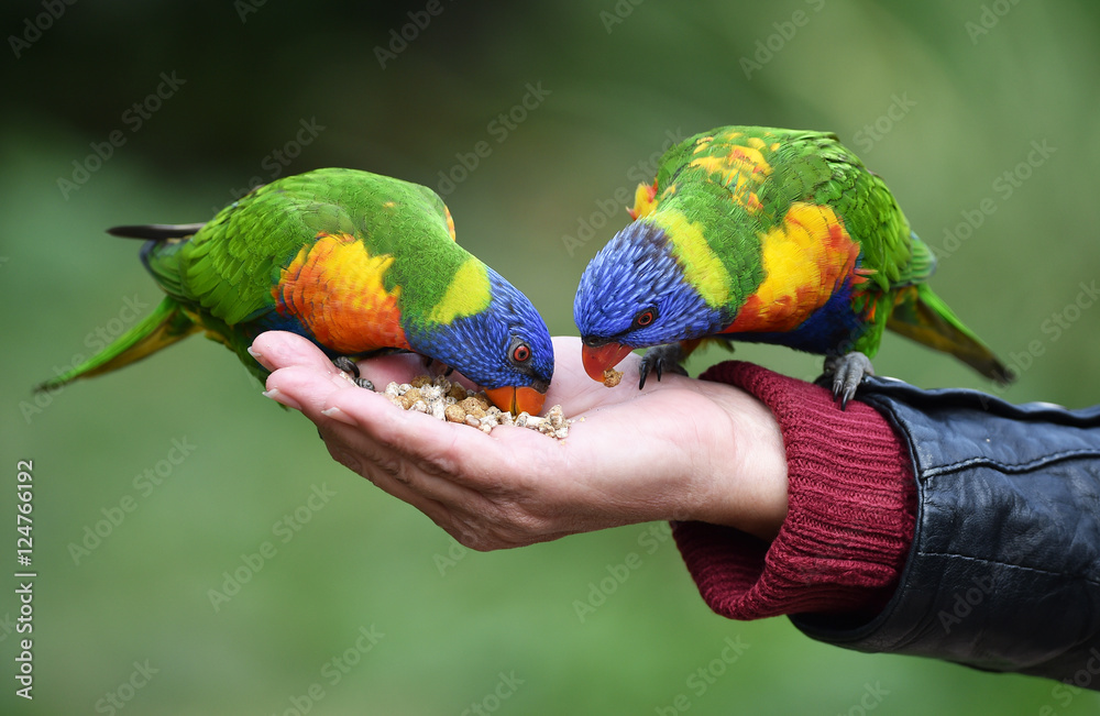 Naklejka premium Loris füttern