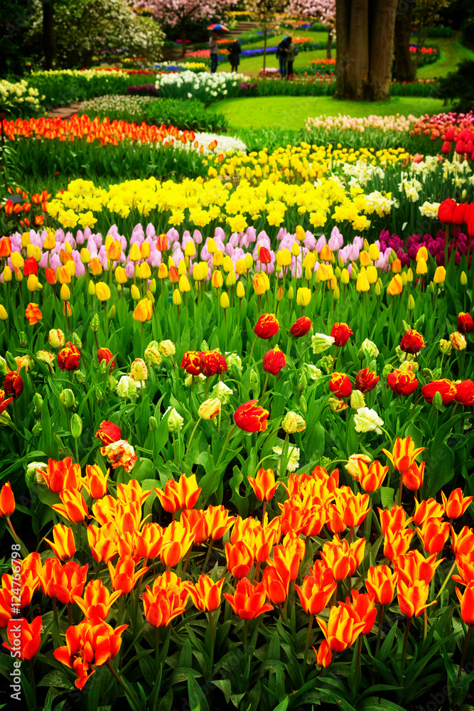 Spring flowers flowerbed in dutch garden, Keukenhof, Netherlands, retro toned Spring flowers flowerbed in dutch garden, Keukenhof, Netherlands, retro toned