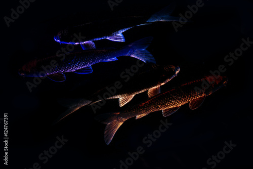   Koi fish contour with  blur effect on black background