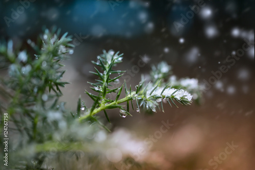 a branch of spruce in the snow, the first snow