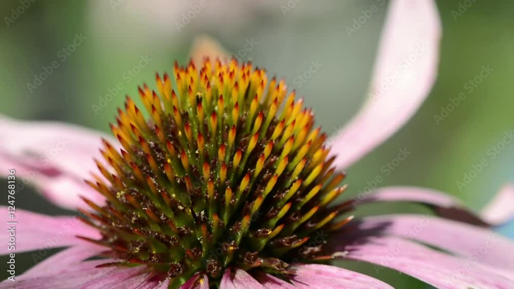 Purple coneflower (echinacea purpurea) extreme close up Purple coneflower (echinacea purpurea) extreme close up
