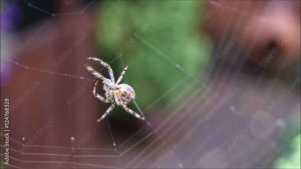 European garden spider spping a web