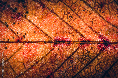 Autumn leaf back lit