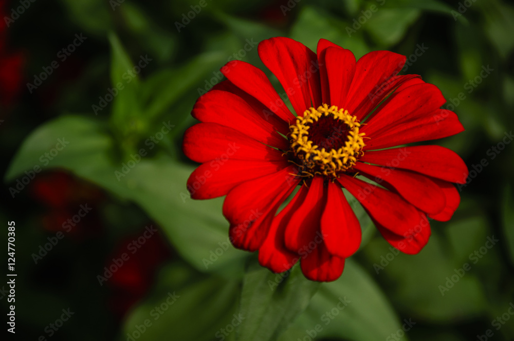 The blossoming gerbera jamesonii flowers closeup in garden The blossoming gerbera jamesonii flowers closeup in garden