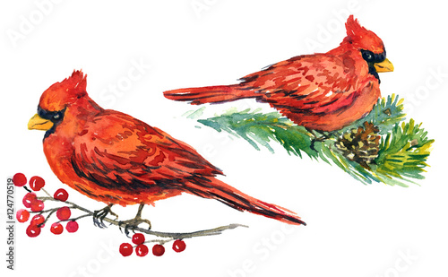 Cardinal birds on branches with frozen berries and pine with cones, for Christmas greeting card,  hand painted watercolor illustration photo