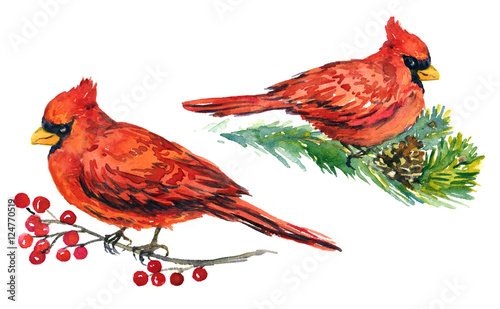 Cardinal birds on branches with frozen berries and pine with cones, for Christmas greeting card,  hand painted watercolor illustration