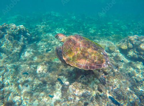 Sea turtle in blue water. Green sea turtle close photo. © Elya.Q
