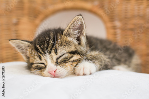 Cute kitten with closed eyes and pink nose asleep on white pillow placed on wicker chair.