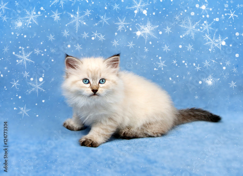 Small siberian kitten with Christmas snowflakes