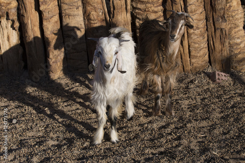 White and brown goats in a pen. Egypt.