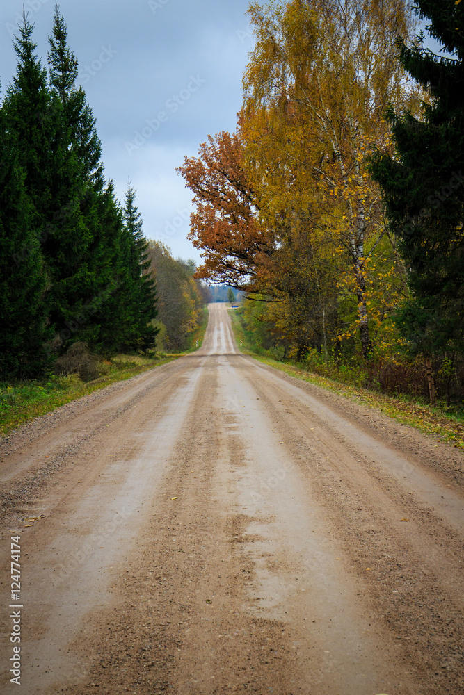 Fototapeta premium The path through the woods