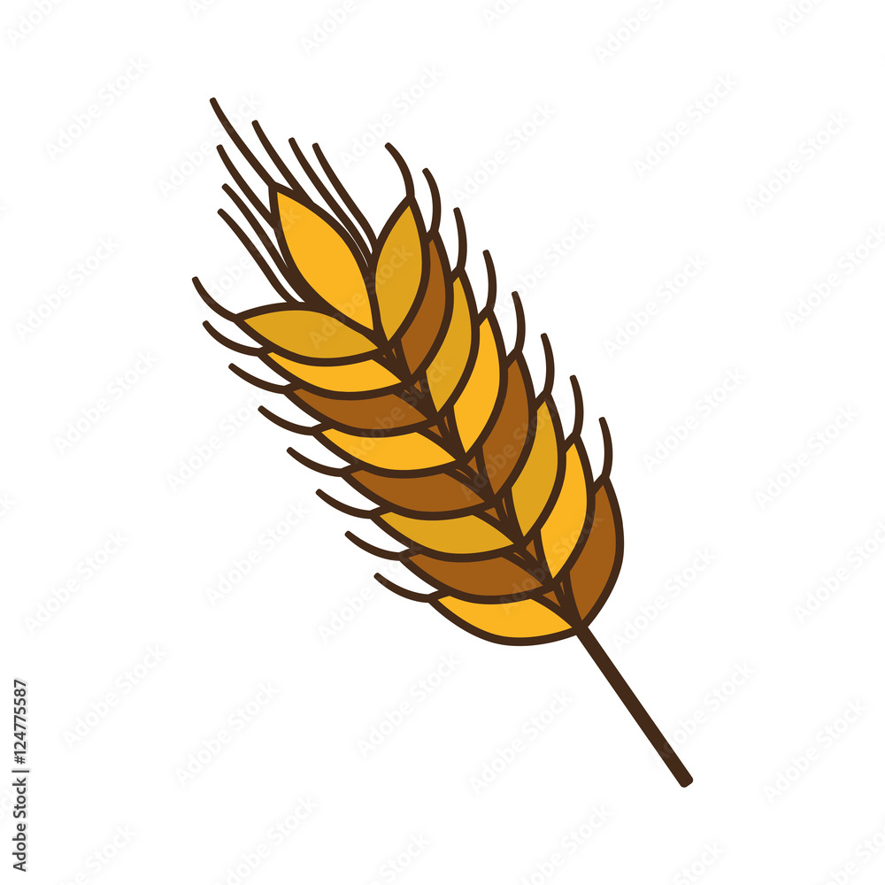 ear of wheat icon on brown and yellow colors over white background. vector illustration ear of wheat icon on brown and yellow colors over white background. vector illustration