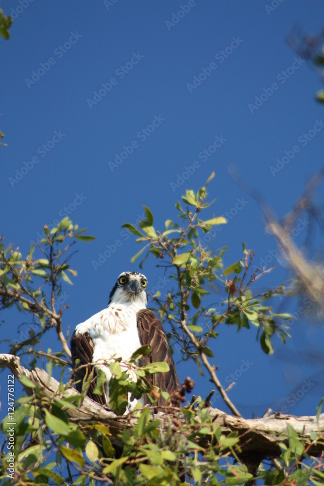 Fototapeta premium osprey