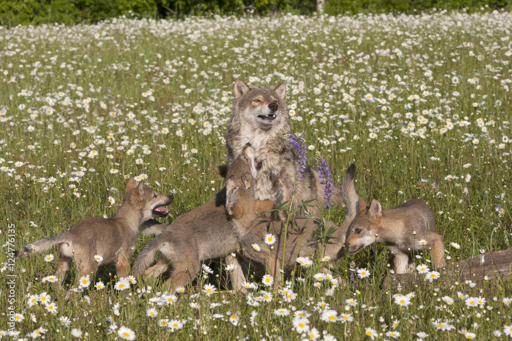 Obraz premium Frisky Wolf Pups