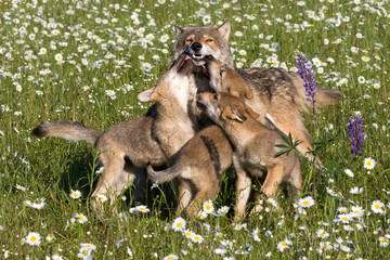 Wandcirkels Wolf Wolvenwelpen spelen met moeder  © dssimages