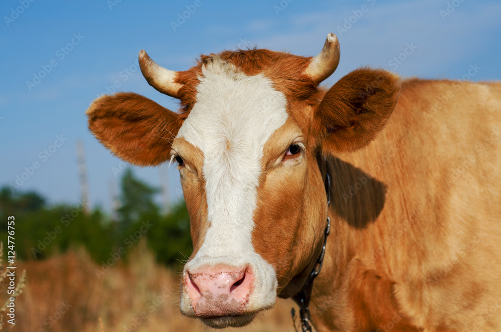 funny cow close up