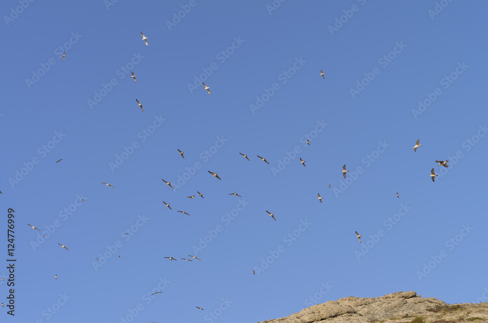Gulls in a blue sky over the top of the mountain. Gulls in a blue sky over the top of the mountain.