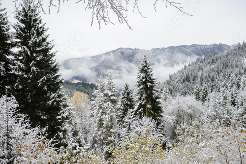 Caucasus mountains in winter, pine tree forest, snow and fog. Bakuriani, Georgia
