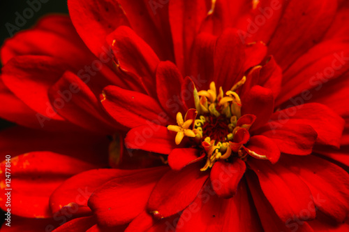 The blossoming gerbera jamesonii flowers closeup in garden 