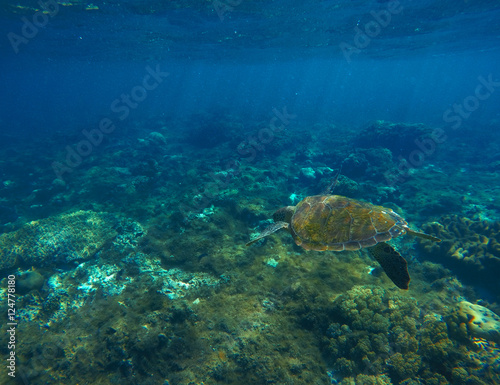 Green sea turtle closeup underwater photo © Elya.Q