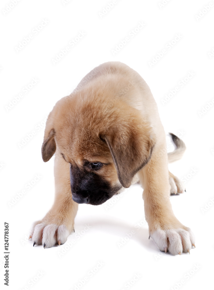Puppy of the Spanish mastiff isolated on a white background Puppy of the Spanish mastiff isolated on a white background