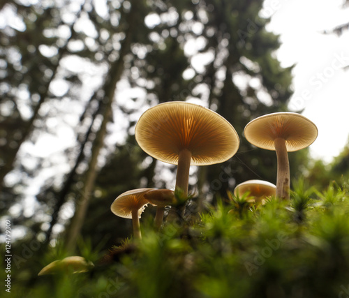 Pilze auf Moos