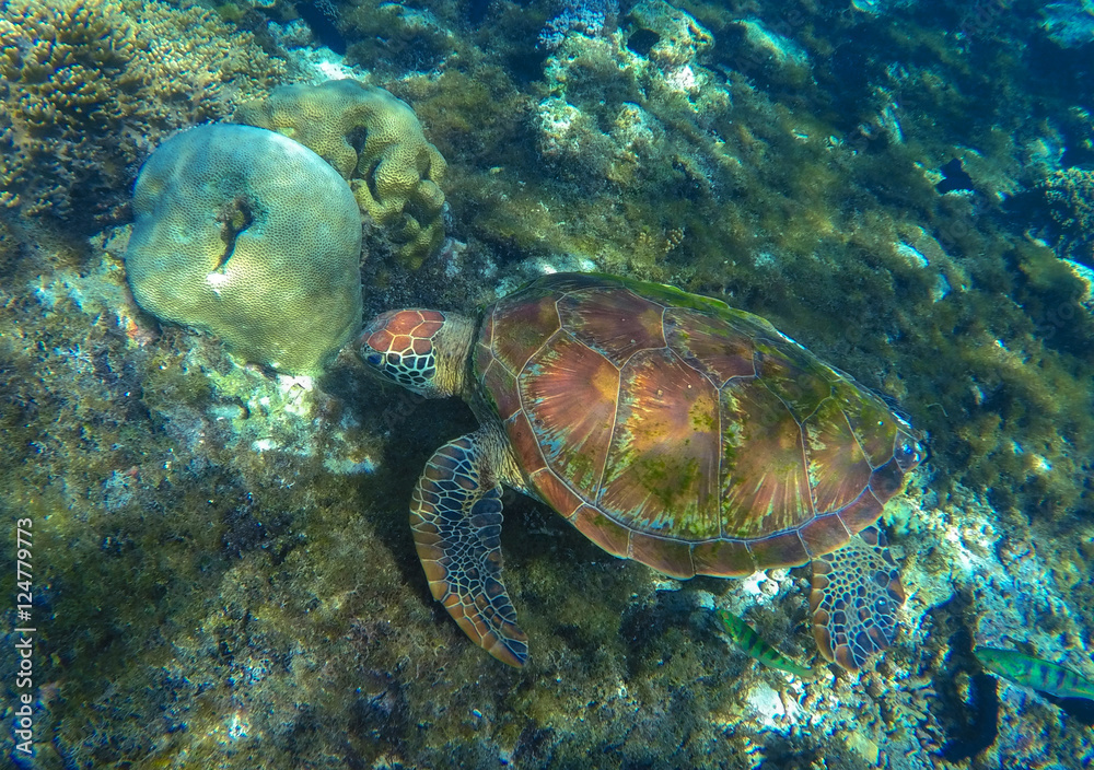 Green sea turtle close photo in ocean lagoon. Sea turtle eating seaweed. Green sea turtle close photo in ocean lagoon. Sea turtle eating seaweed.