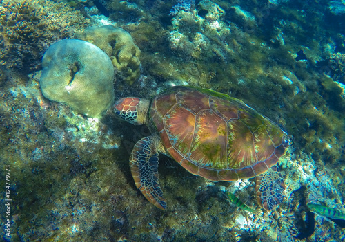 Green sea turtle close photo in ocean lagoon. Sea turtle eating seaweed.