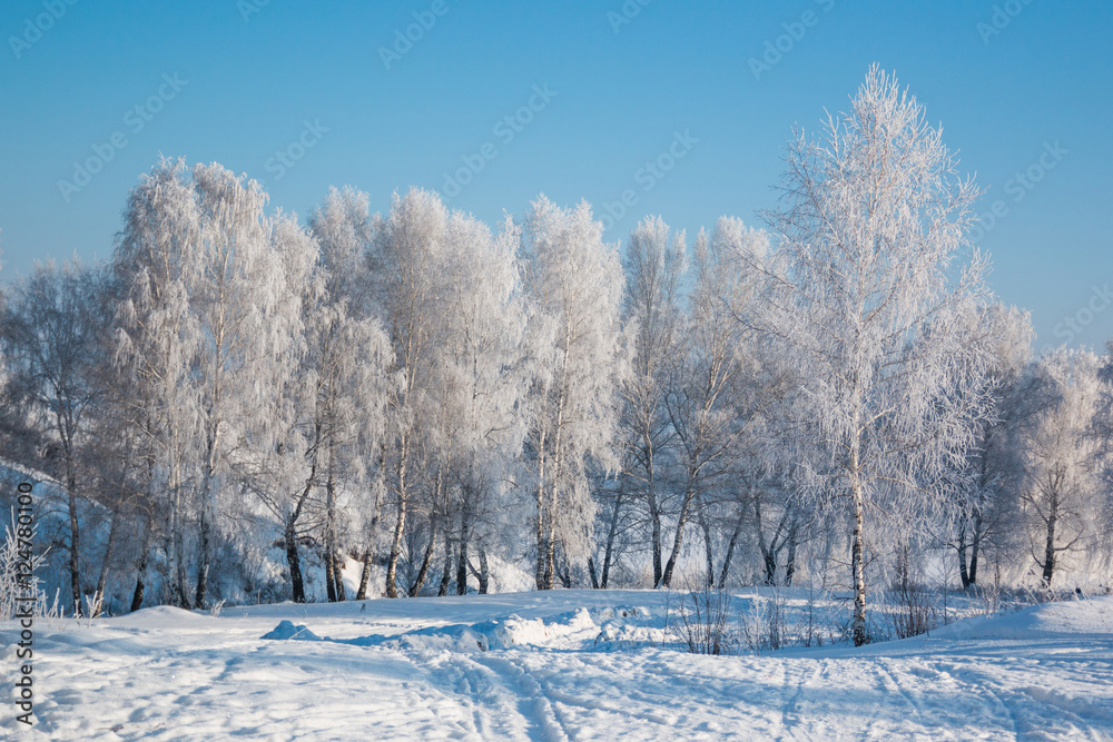 Snowy Trees and snow in winter, Siberia Snowy Trees and snow in winter, Siberia