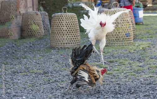 Obraz na plátne cockfight in rural Bali