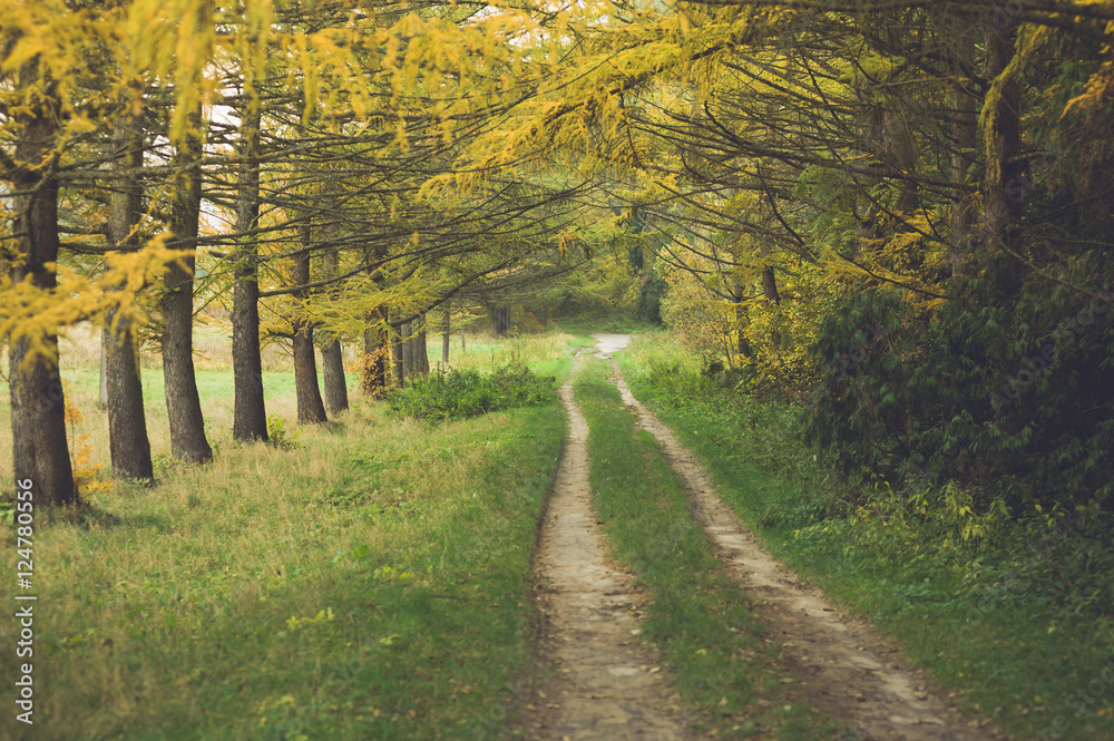 Fototapeta premium Autumn road