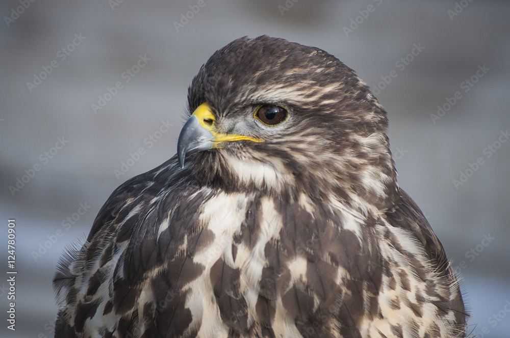 Falcon Falcon