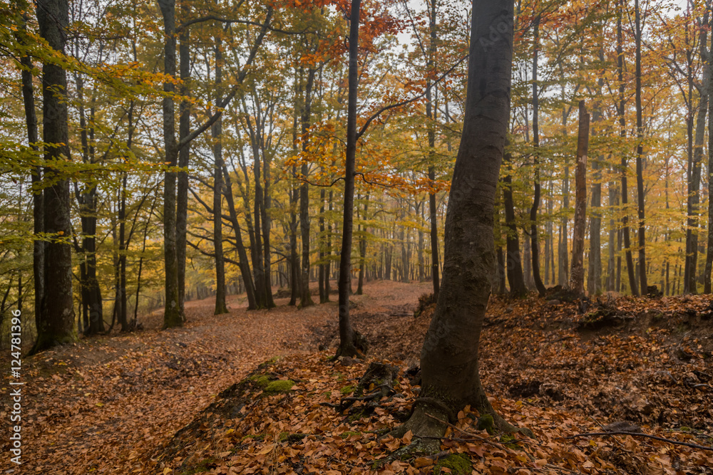 Colorful autumn trees in the mountains